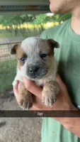 Girl 2, a female Australian Cattle Dog for sale in North, SC – 1 of 3