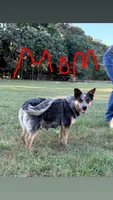 Boy #3, a male Australian Cattle Dog for sale in North, SC – 2 of 3