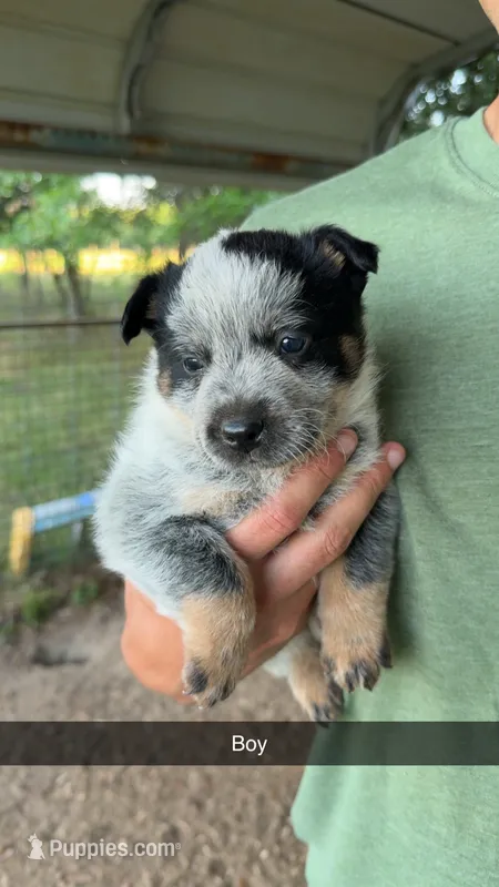 Boy #2 – Australian Cattle Dog puppy for sale in North, SC