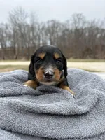 Mountie-AKC, a male Miniature Dachshund for sale in Marshfield, MO – Photo 4 of 4