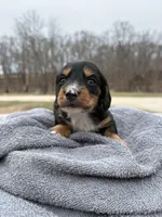 Mountie-AKC, a male Miniature Dachshund for sale in Marshfield, MO – Photo 2 of 4