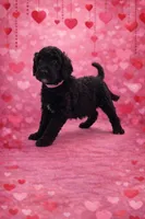 processed/0eeaf621-1a7f-481b-831d-3c64277aab88/listing/e4f9e9b1-750d-4136-8d68-3b0853885359/89394f45-a57e-40e7-9d25-c931993f03f6