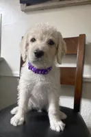 processed/0eeaf621-1a7f-481b-831d-3c64277aab88/listing/ea2c4e8c-1a84-4422-8e60-7a8821cbb362/6d9cb9f4-f591-453c-853e-007729a4e2ee