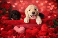 processed/0eeaf621-1a7f-481b-831d-3c64277aab88/listing/ea2c4e8c-1a84-4422-8e60-7a8821cbb362/f42e01c6-3790-48de-92cc-08e924465e6a