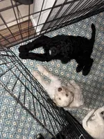 processed/0eeaf621-1a7f-481b-831d-3c64277aab88/listing/f555470f-5963-4ca7-9661-5f97a27a9804/5d9ee191-cdff-43a5-b0b1-8e76d3278eaf