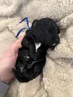 Arrow, a male Miniature Aussiedoodle for sale in Homer, GA – Photo 7 of 8