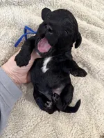 Arrow, a male Miniature Aussiedoodle for sale in Homer, GA – Photo 6 of 8