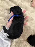 Arrow, a male Miniature Aussiedoodle for sale in Homer, GA – Photo 5 of 8