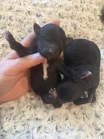 Arrow, a male Miniature Aussiedoodle for sale in Homer, GA – Photo 3 of 8