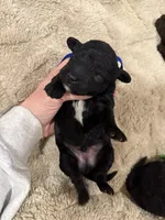 Arrow, a male Miniature Aussiedoodle for sale in Homer, GA – Photo 2 of 8