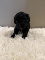 Arrow, a male Miniature Aussiedoodle for sale in Homer, GA – Photo 8 of 8