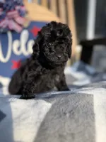 Andy , a male Miniature Goldendoodle for sale in Homer, GA – 8 of 8