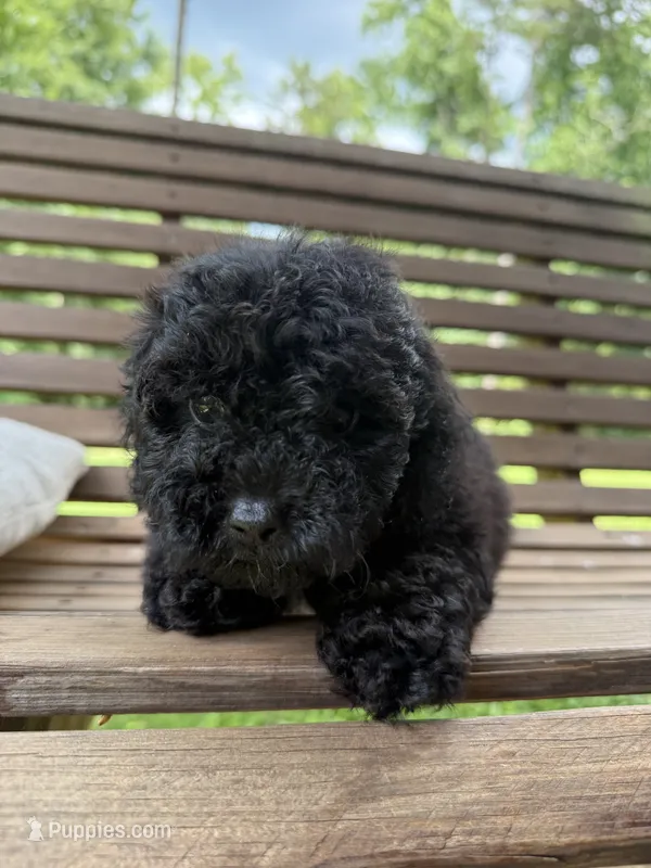 Max – Miniature Goldendoodle puppy for sale in Homer, GA