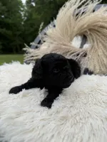 Andy , a male Miniature Goldendoodle for sale in Homer, GA – 7 of 8