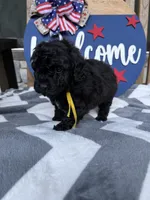 Max, a male Miniature Goldendoodle for sale in Homer, GA – 6 of 8