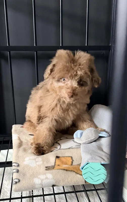 Blue , a female Miniature Aussiedoodle for sale in Homer, GA – Photo 1 of 3
