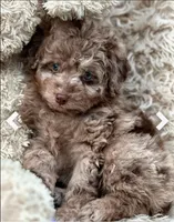 Blue , a female Miniature Aussiedoodle for sale in Homer, GA – Photo 3 of 3