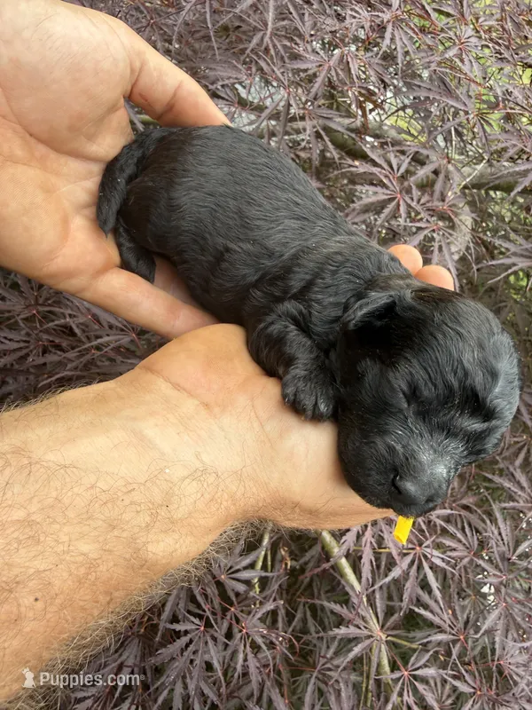 Max – Miniature Goldendoodle puppy for sale in Homer, GA