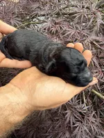 Max, a male Miniature Goldendoodle for sale in Homer, GA – 8 of 8