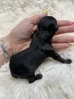 Max, a male Miniature Goldendoodle for sale in Homer, GA – Photo 2 of 2