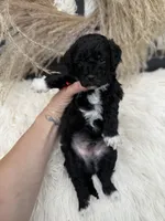 Stitch, a male Miniature Goldendoodle for sale in Homer, GA – 2 of 9