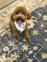 Addy , a female Poodle - Toy  for sale in Homer, GA – Photo 2 of 3