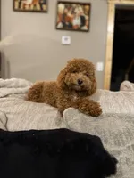 Addy , a female Poodle - Toy  for sale in Homer, GA – Photo 3 of 3