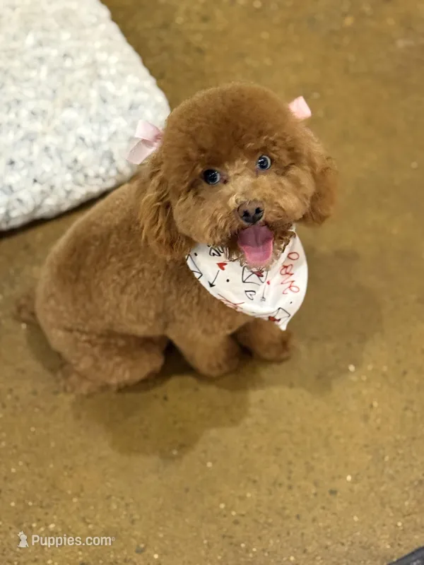 Addy  – Poodle - Toy  puppy for sale in Homer, GA