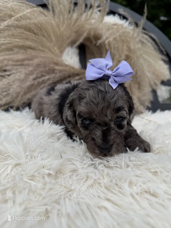 Purple girl  – Miniature Goldendoodle puppy for sale in Homer, GA