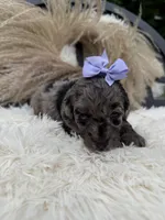 Purple girl , a female Miniature Goldendoodle for sale in Homer, GA – 1 of 4