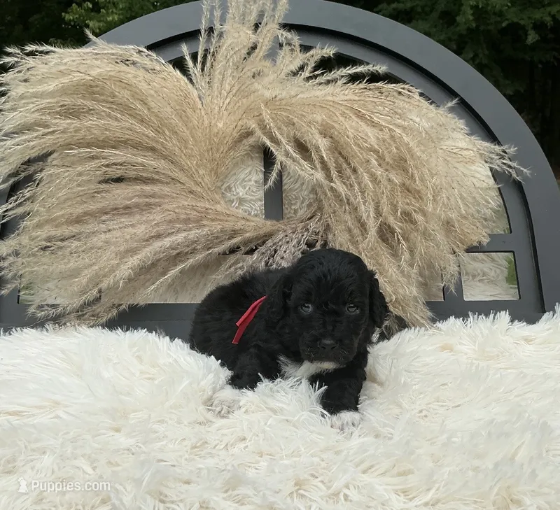 Stitch – Miniature Goldendoodle puppy for sale in Homer, GA