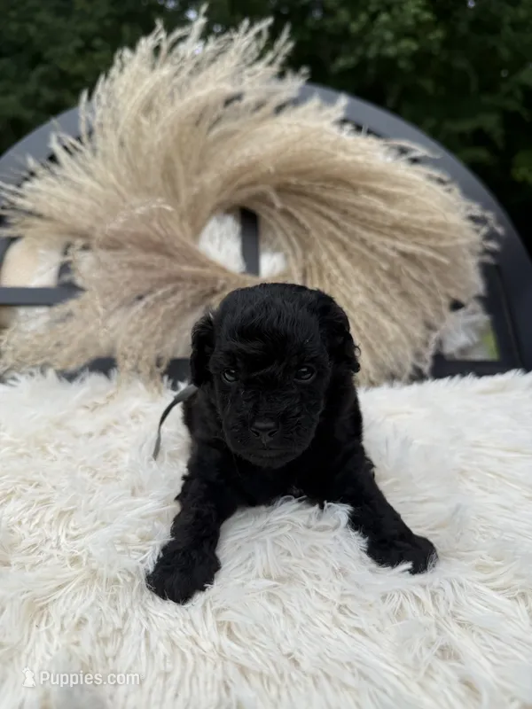 Andy  – Miniature Goldendoodle puppy for sale in Homer, GA