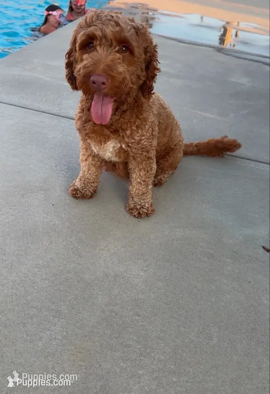 Cocoa  – Miniature Goldendoodle puppy for sale in Homer, GA