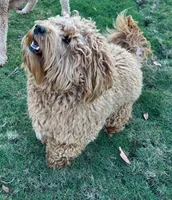 Milo , a male Miniature Goldendoodle for sale in Homer, GA – 3 of 3