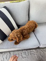 Stormy , a female Cavapoo for sale in Homer, GA – 2 of 2