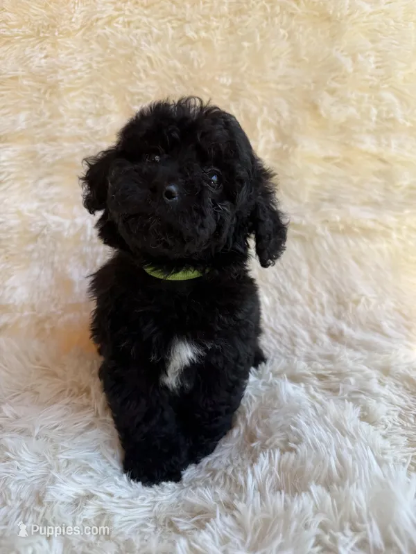 Romeo – Miniature Aussiedoodle puppy for sale in Homer, GA