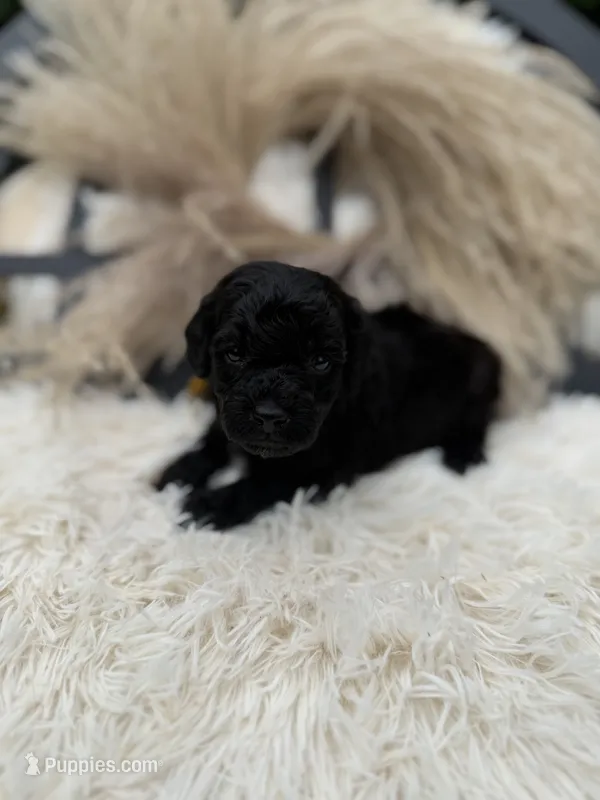 Max – Miniature Goldendoodle puppy for sale in Homer, GA