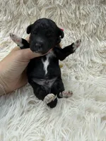 Stitch, a male Miniature Goldendoodle for sale in Homer, GA – 7 of 9