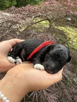 Stitch, a male Miniature Goldendoodle for sale in Homer, GA – 8 of 9