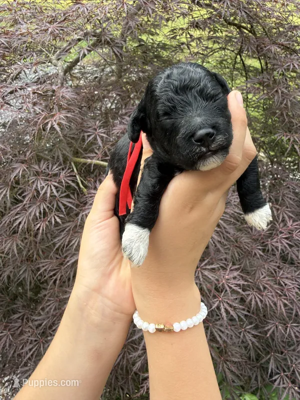 Stitch – Miniature Goldendoodle puppy for sale in Homer, GA