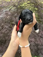 Stitch, a male Miniature Goldendoodle for sale in Homer, GA – 5 of 9