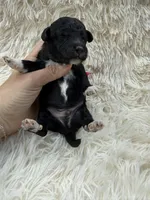 Stitch, a male Miniature Goldendoodle for sale in Homer, GA – 9 of 9