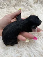 Stitch, a male Miniature Goldendoodle for sale in Homer, GA – Photo 2 of 2