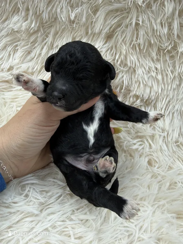 Stitch – Miniature Goldendoodle puppy for sale in Homer, GA