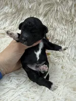 Stitch, a male Miniature Goldendoodle for sale in Homer, GA – 6 of 9