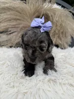 Purple girl , a female Miniature Goldendoodle for sale in Homer, GA – 3 of 4