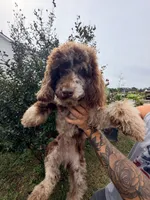 Bear , a male Poodle - Miniature  for sale in Homer, GA – 1 of 2