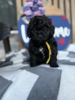 Max, a male Miniature Goldendoodle for sale in Homer, GA – 1 of 8
