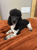 processed/0eec4b90-9997-4348-8b81-82de994aab9e/listing/96d1d50e-4cf0-4cb7-ad6a-9c5744ad61b9/dd09c45d-598d-4bac-b010-c0978f33b61c