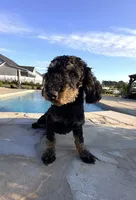 Jett , a male Poodle - Miniature  for sale in Homer, GA – 2 of 2